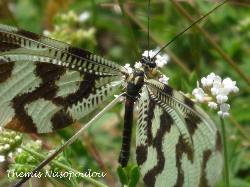 Nemoptera sinuata